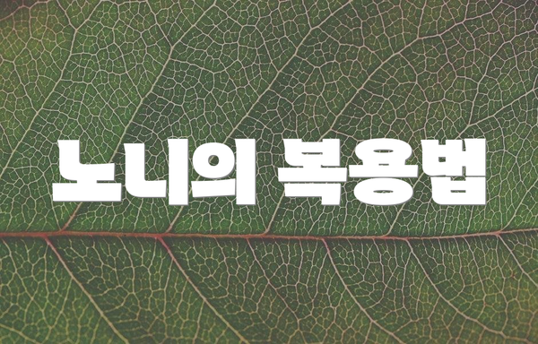노니의 복용법